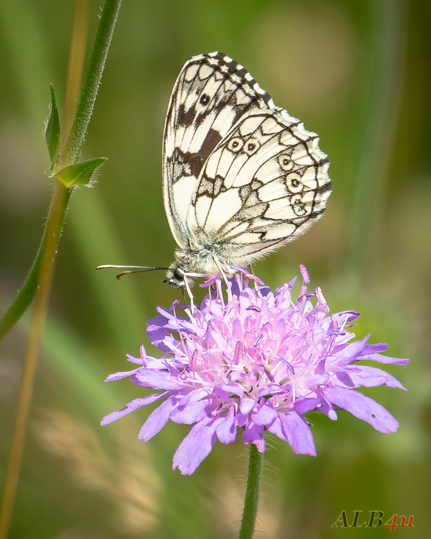 Schachbrettfalter (Melanargia galathea)