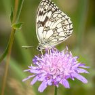 Schachbrettfalter (Melanargia galathea)