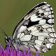 Schachbrettfalter (Melanargia galathea)