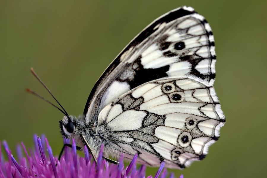 Schachbrettfalter (Melanargia galathea)