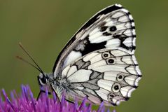 Schachbrettfalter (Melanargia galathea)