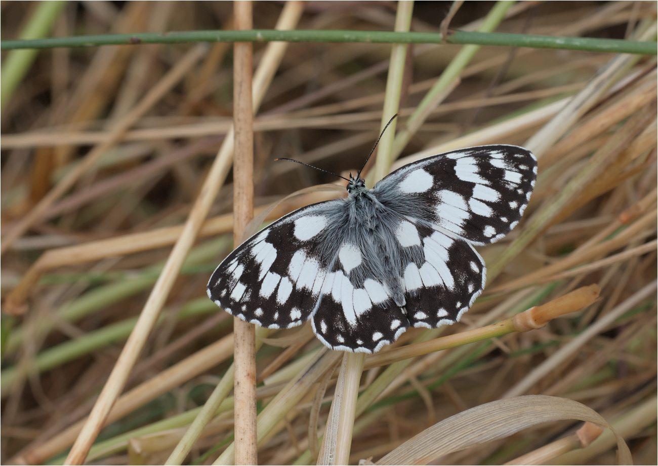 Schachbrettfalter (Melanargia galathea)