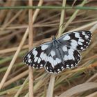 Schachbrettfalter (Melanargia galathea)