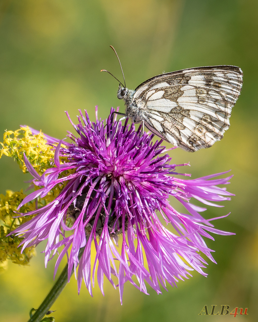 Schachbrettfalter (Melanargia galathea)