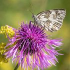 Schachbrettfalter (Melanargia galathea)