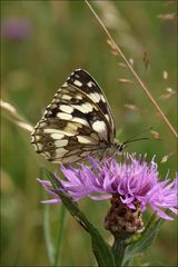 Schachbrettfalter (Melanargia galathea)