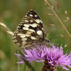 Schachbrettfalter (Melanargia galathea)