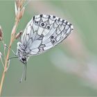 Schachbrettfalter (Melanargia galathea)