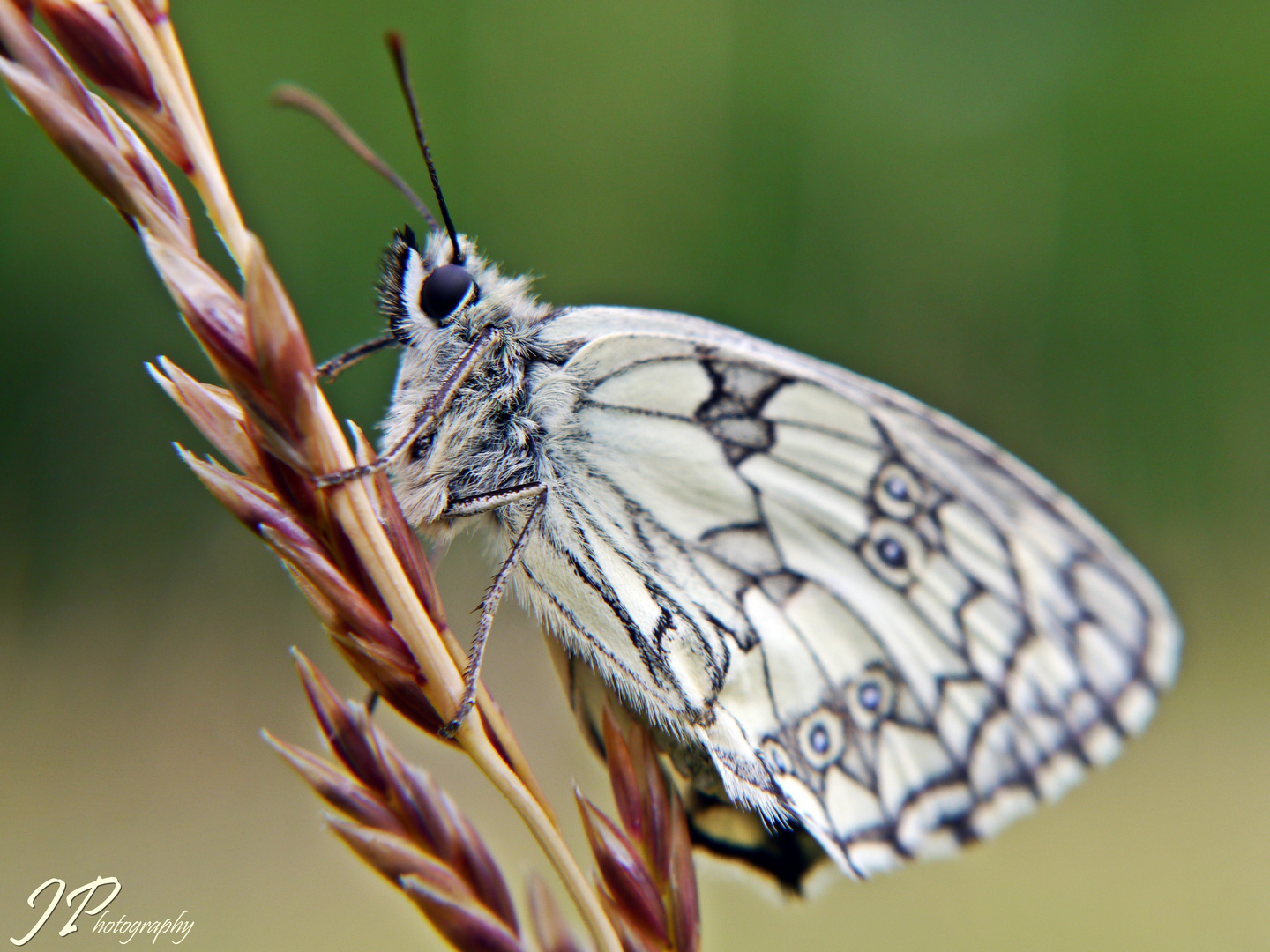 Schachbrettfalter - Melanargia galathea