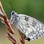 Schachbrettfalter - Melanargia galathea