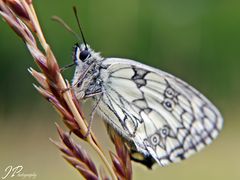 Schachbrettfalter - Melanargia galathea