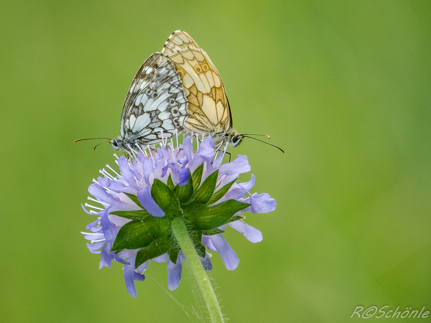 Schachbrettfalter (Melanargia galathea)