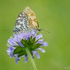 Schachbrettfalter (Melanargia galathea)