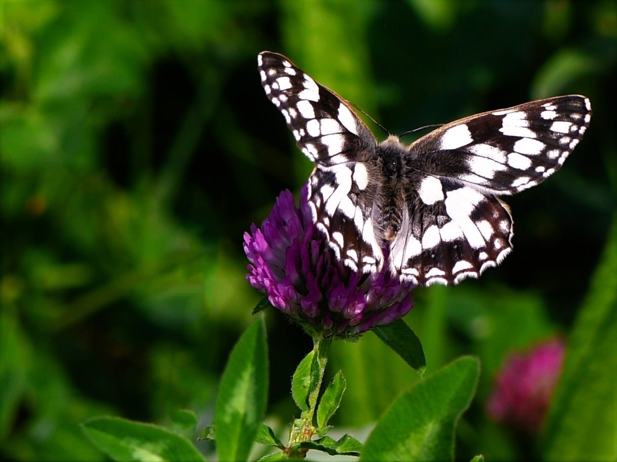 Schachbrettfalter (Melanargia galathea )