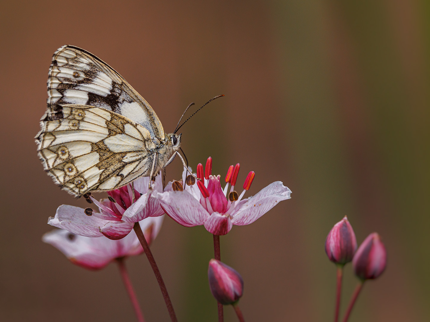 Schachbrettfalter (Melanargia galathea)