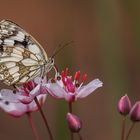 Schachbrettfalter (Melanargia galathea)