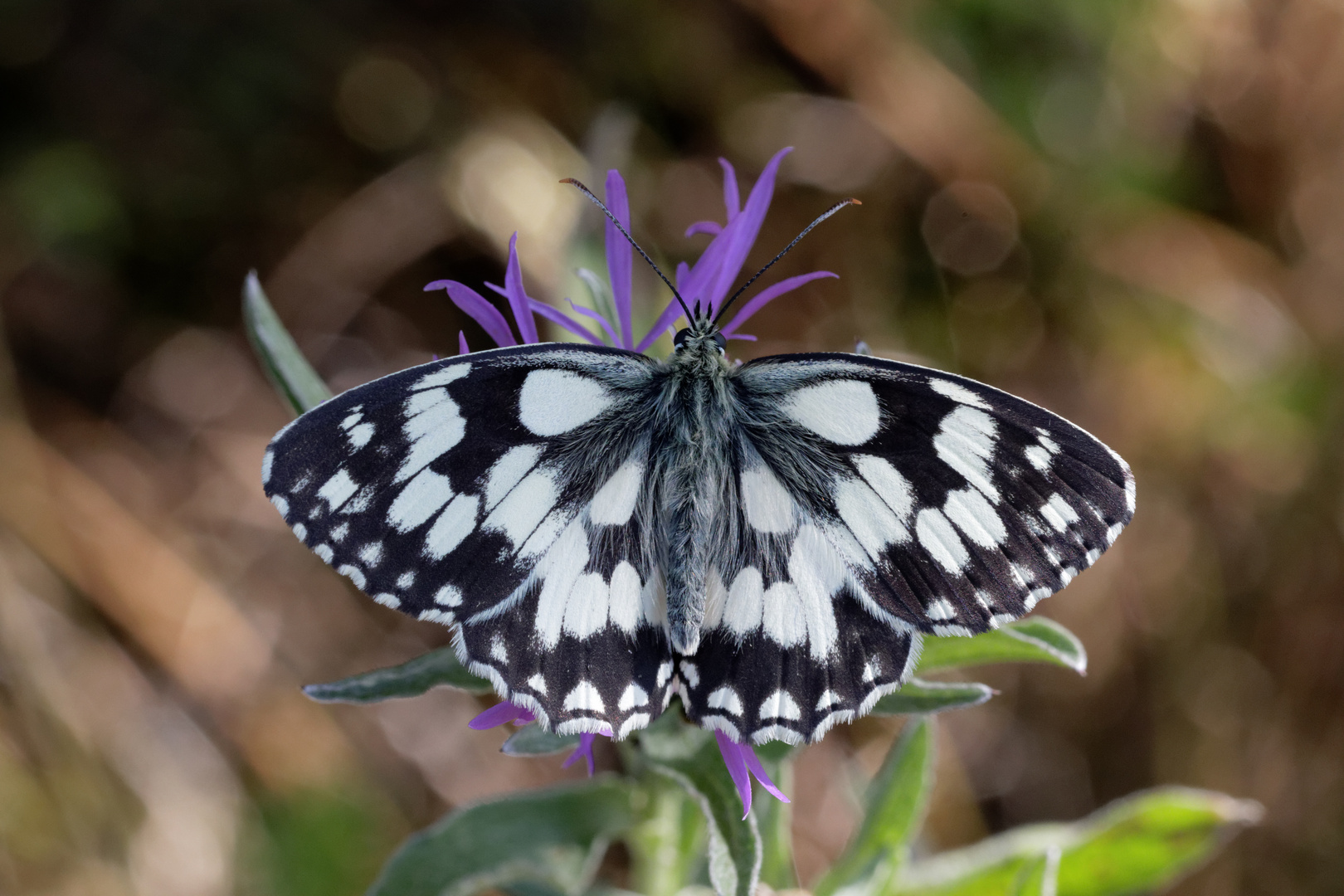 Schachbrettfalter (Melanargia galathea)