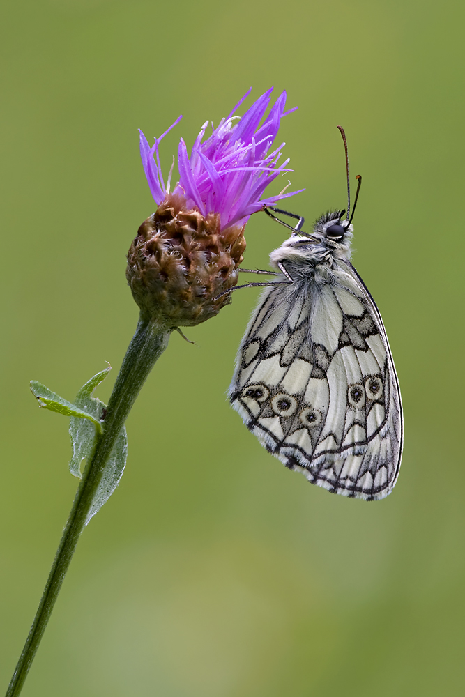 Schachbrettfalter - Melanargia galathea