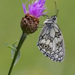 Schachbrettfalter - Melanargia galathea