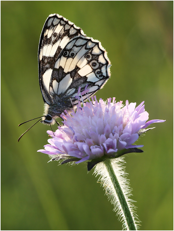 Schachbrettfalter (Melanargia galathea)