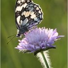 Schachbrettfalter (Melanargia galathea)