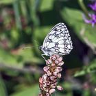 Schachbrettfalter-Melanargia galathea