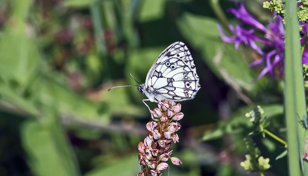 Schachbrettfalter-Melanargia galathea