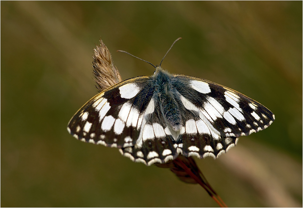 Schachbrettfalter - (Melanargia galathea)