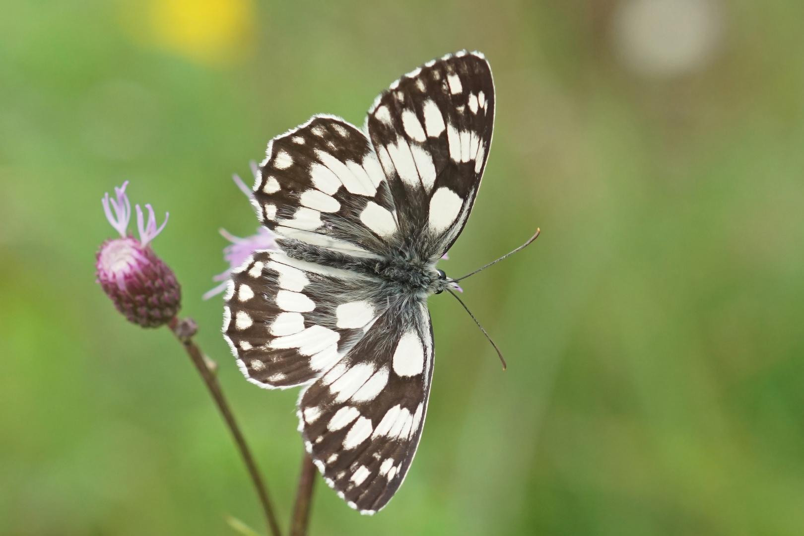 Schachbrettfalter (Melanargia galathea)