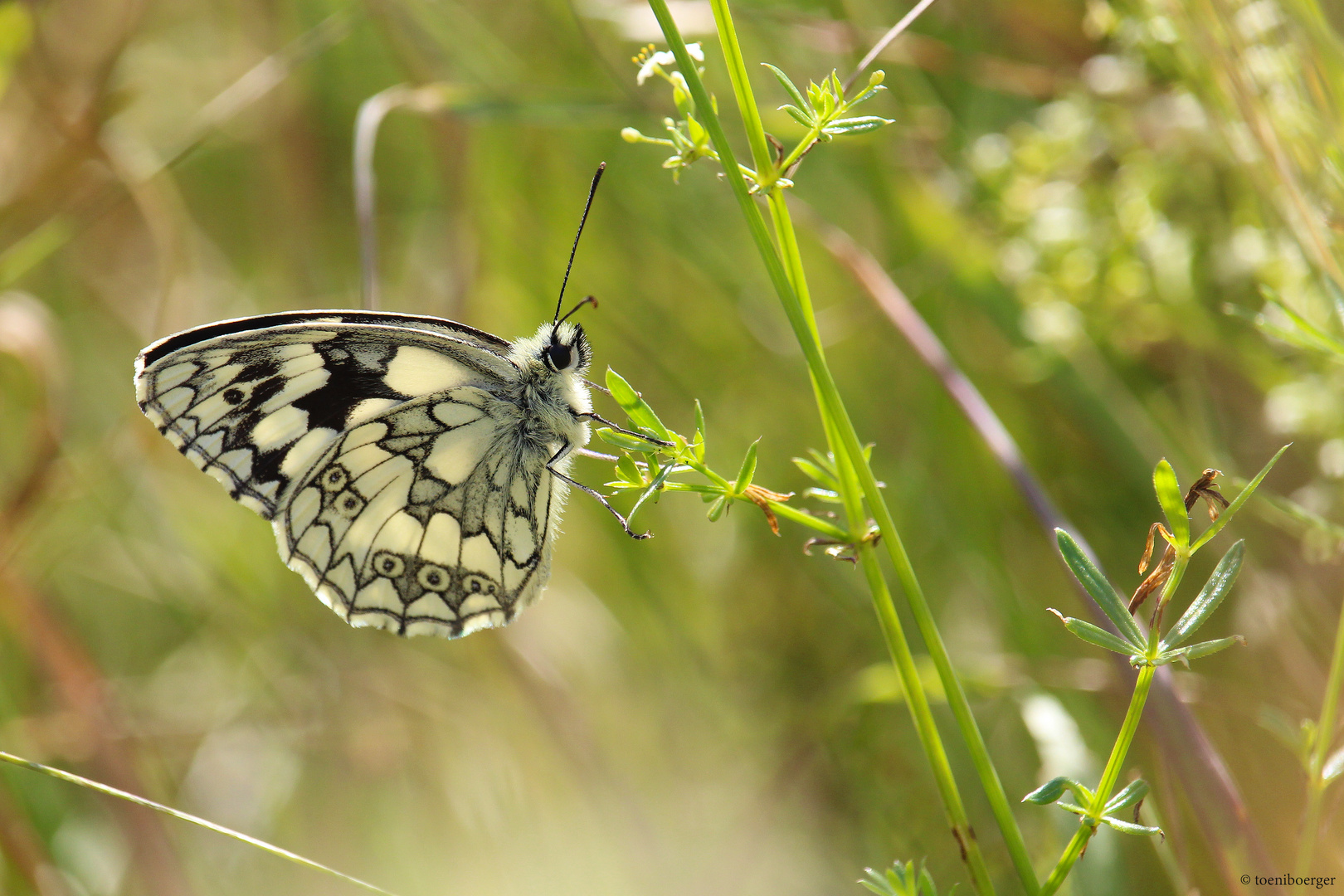 Schachbrettfalter (Melanargia galathea)