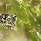 Schachbrettfalter (Melanargia galathea)