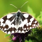 Schachbrettfalter (Melanargia galathea)