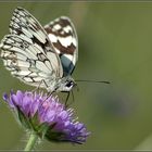 Schachbrettfalter (Melanargia galathea)