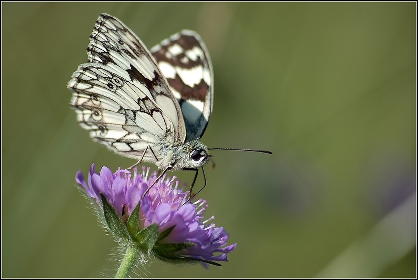 Schachbrettfalter (Melanargia galathea)