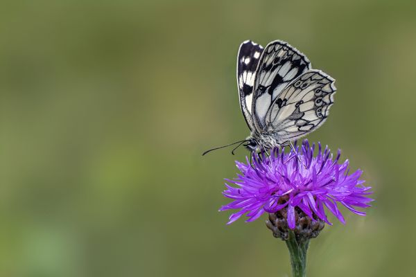  Schachbrettfalter (Melanargia galathea)