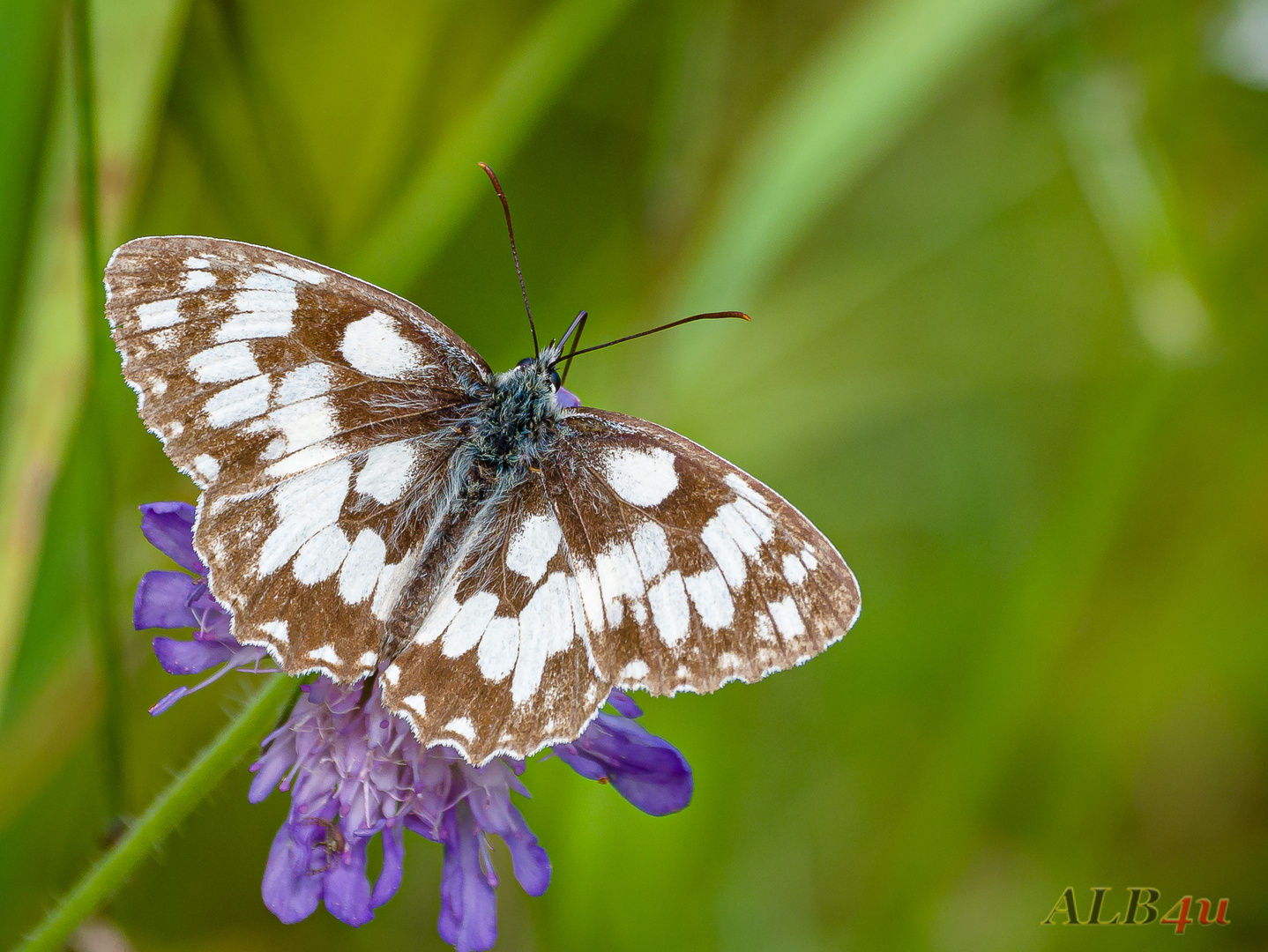 Schachbrettfalter (Melanargia galathea)