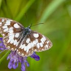 Schachbrettfalter (Melanargia galathea)