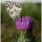 Schachbrettfalter (Melanargia galathea)