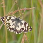 Schachbrettfalter (Melanargia galathea)