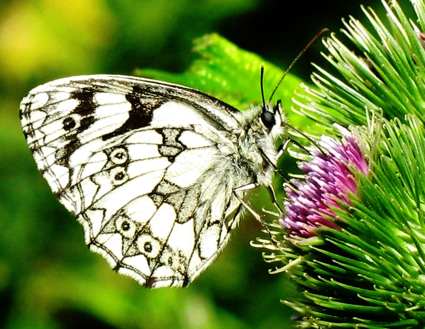 Schachbrettfalter (Melanargia galathea)