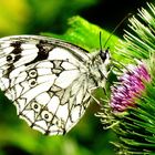 Schachbrettfalter (Melanargia galathea)