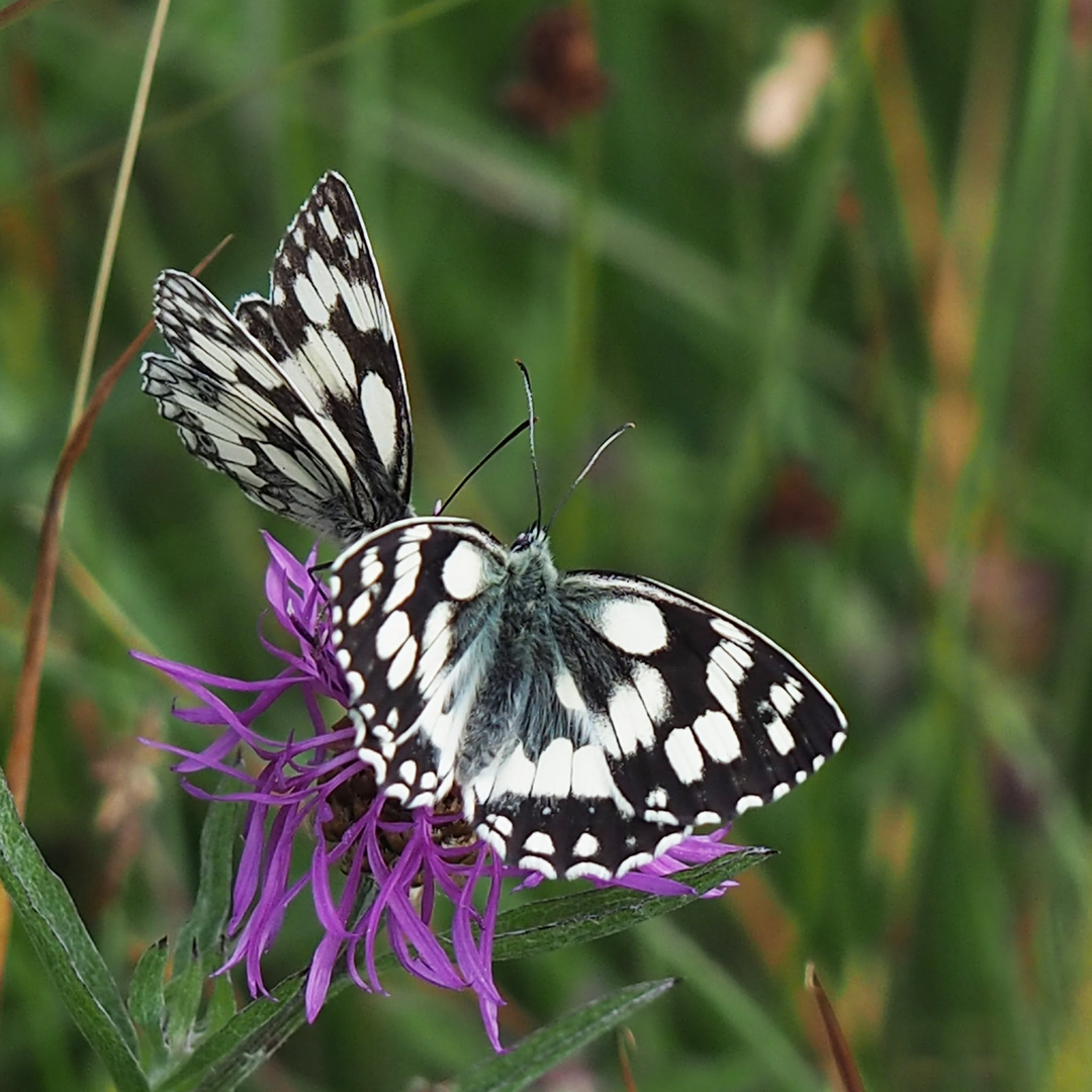 Schachbrettfalter (Melanargia galathea) 