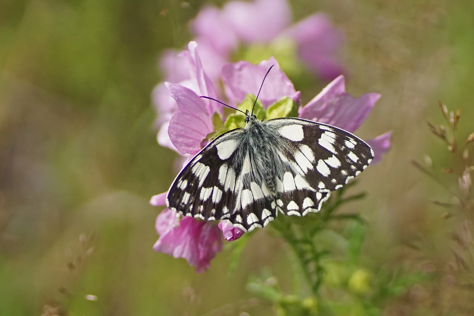 Schachbrettfalter (Melanargia galathea)