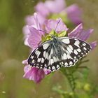 Schachbrettfalter (Melanargia galathea)