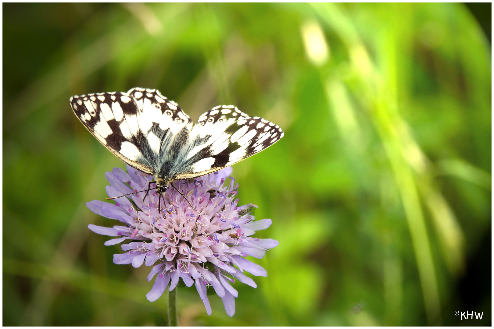 Schachbrettfalter (Melanargia galathea)