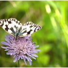 Schachbrettfalter (Melanargia galathea)