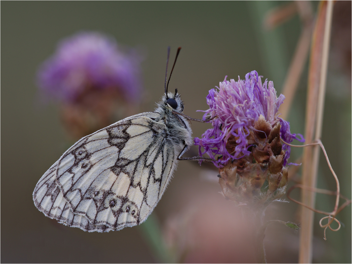 Schachbrettfalter (Melanargia galathea)