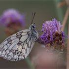 Schachbrettfalter (Melanargia galathea)