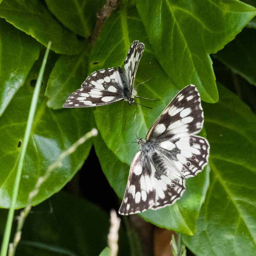 Schachbrettfalter (Melanargia galathea)