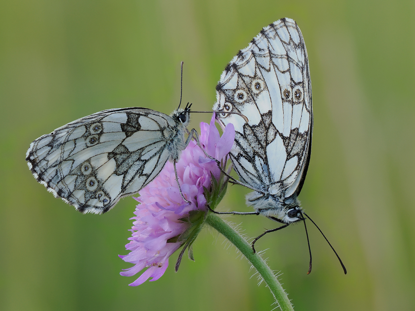 Schachbrettfalter (Melanargia galathea)